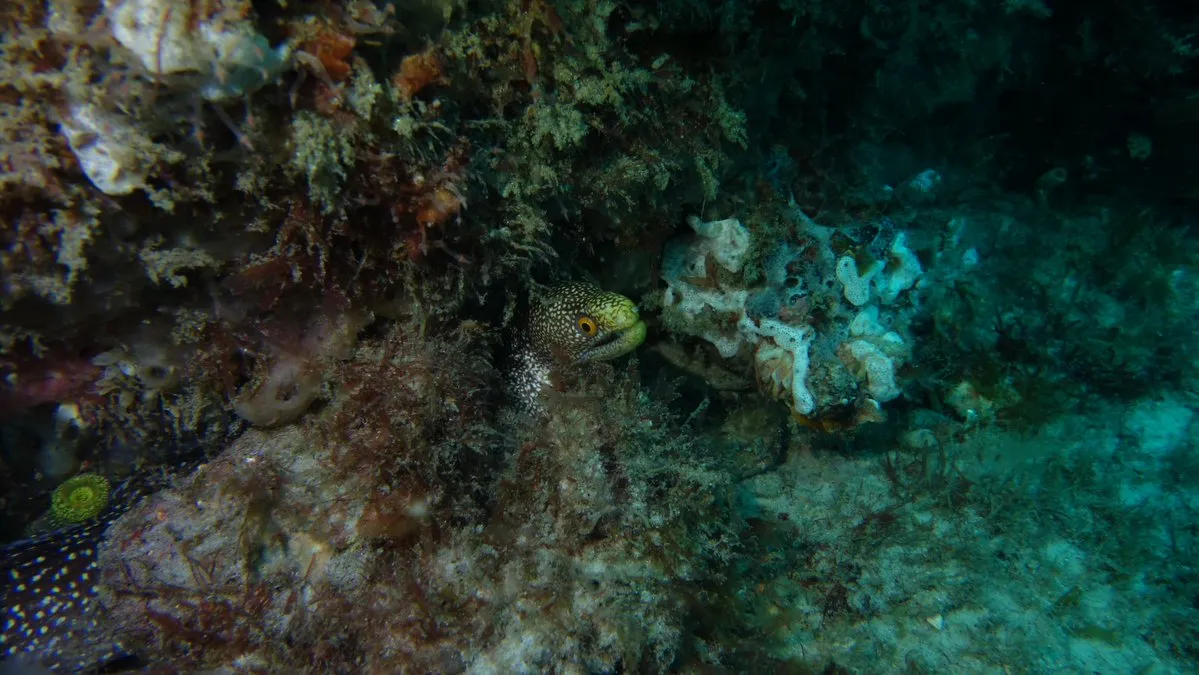 Natutilus po 10 letech v oceánu