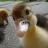 Baby Duckies