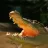 Krokodile