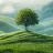 Gazda_