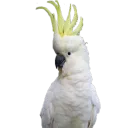KakaduCzech