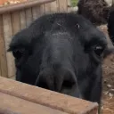 sh0ut-