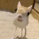 rRevenge