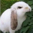 _Majký