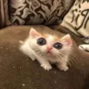 Floppa