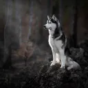 HuskyLP_
