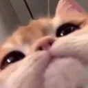 gryd
