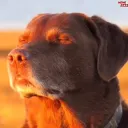 bart_21