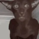 Thommyfn