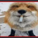 denis_vole