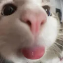 noonko