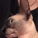 Dankyyyy