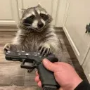 lubosekraccoon