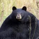 jánmrug