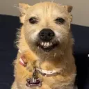 Chlebaak