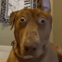 zalyxd