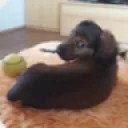 DShappyboy