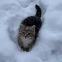 kotik