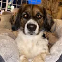 shanesweeney