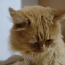 kiprkipr