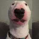 gamingdogwalter