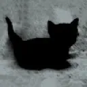 catitude