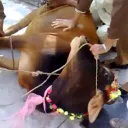 STOP HALAL