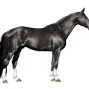 Black Horses