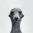 Chrtíci