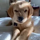 Major x Husky