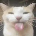 tft enjoyer a 2 lopaty