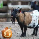 GOATS