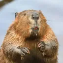 bobři z moravy