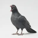 Solubi