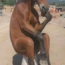 CAJGNS