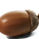 Žaluďi