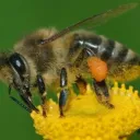 Bee Lover🐡