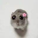 ŠAŠCI