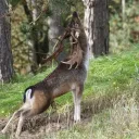 Dopamine Boost Please