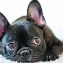 1st place 100percent