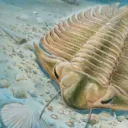 Trilobit V