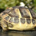 Turtles