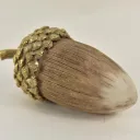 Žaludi
