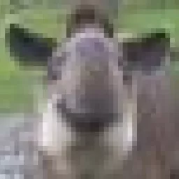 Profile picture for user tapir
