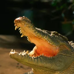 Profile picture for user Krokodile