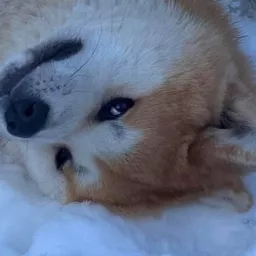 Profile picture for user pykesh