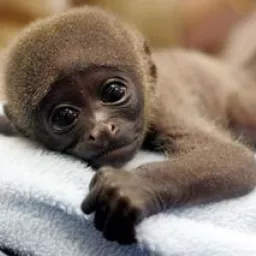 Profile picture for user Xd_Adam