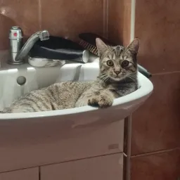 Profile picture for user WexTrix_