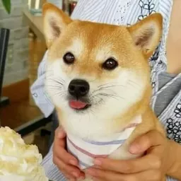 Profile picture for user DogeIsHere