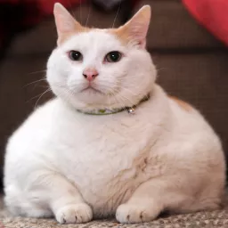 Profile picture for user FaTCaT